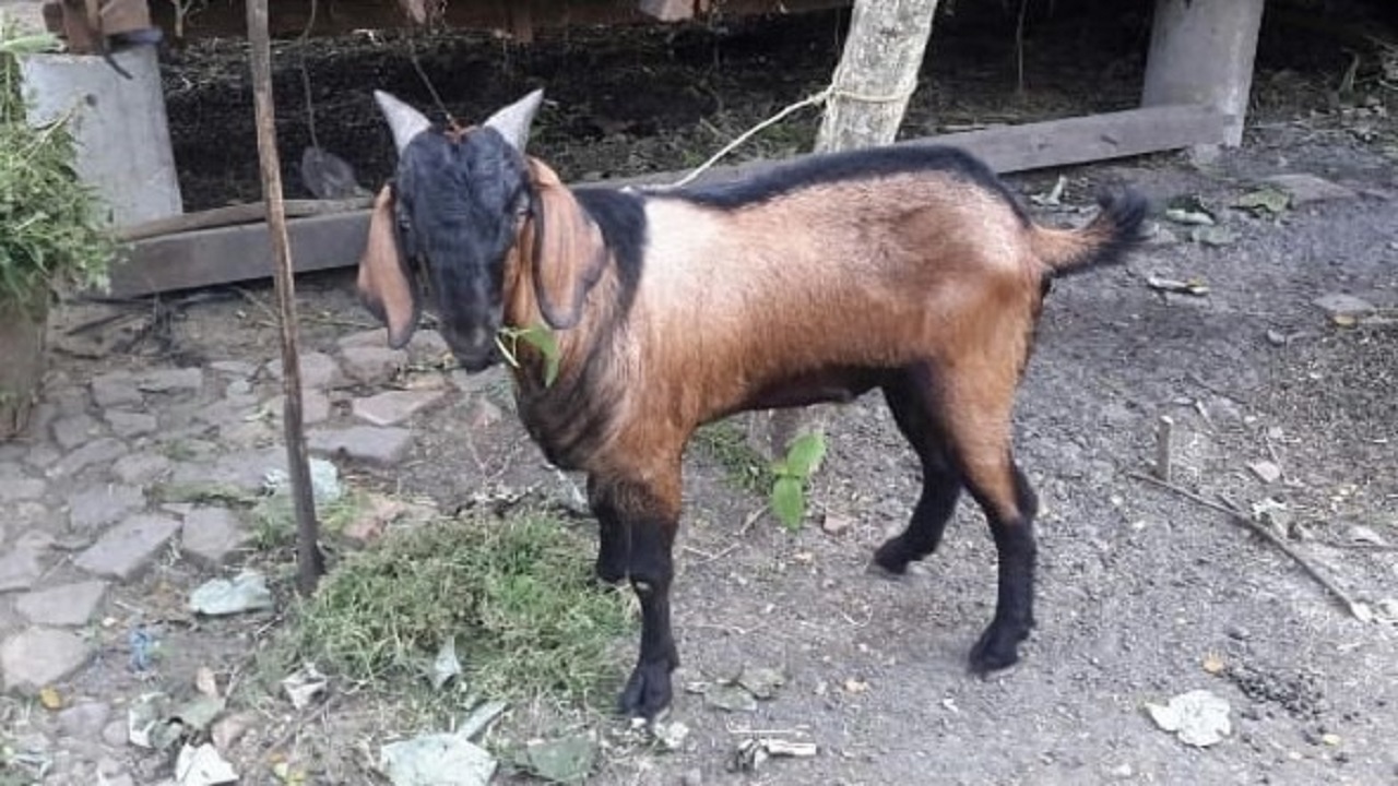 Kambing Lokal